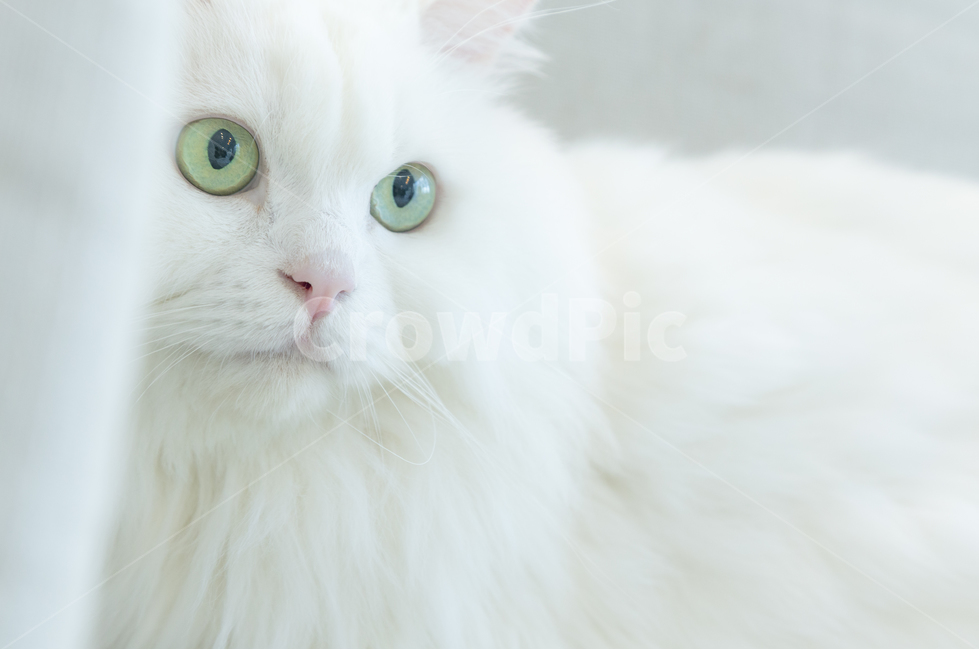 고양이,반려동물,동물,고양이눈,하얀털,동물,animal,포유류,mammal,고양이,cat,kitten,kitty