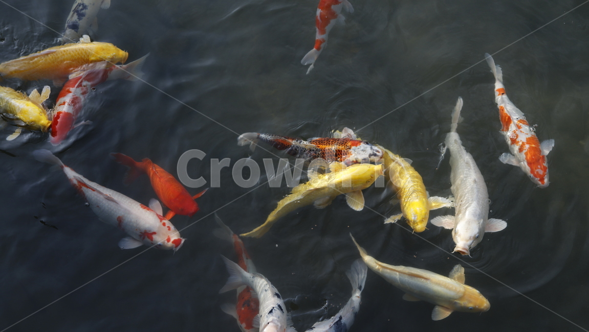 잉어,물고기,연못,물,fish,어류,물고기,fish