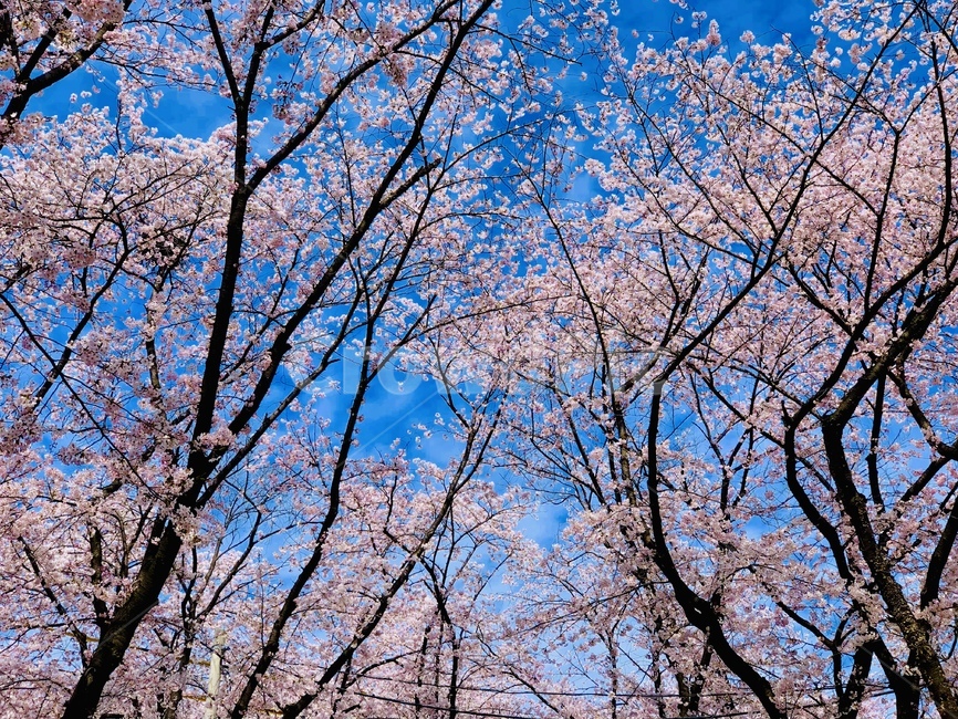 꽃,자연,벚꽃,봄,flower,naure,cherryblossom,blossom,spring,봄,계절,spring,season,tree,나무,plant,식물