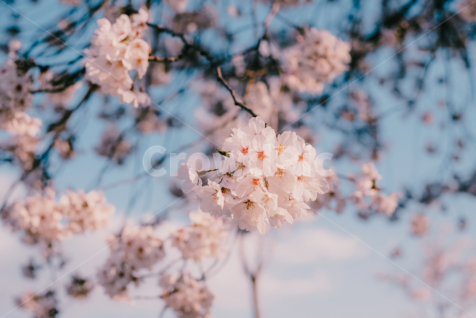벚꽃,벚나무,벚꽃잎,cherryblossom,sakura,사쿠라,봄,계절,spring,season,식물,자연,plants,nature,꽃,flower,plant,blossom,cherry blossom