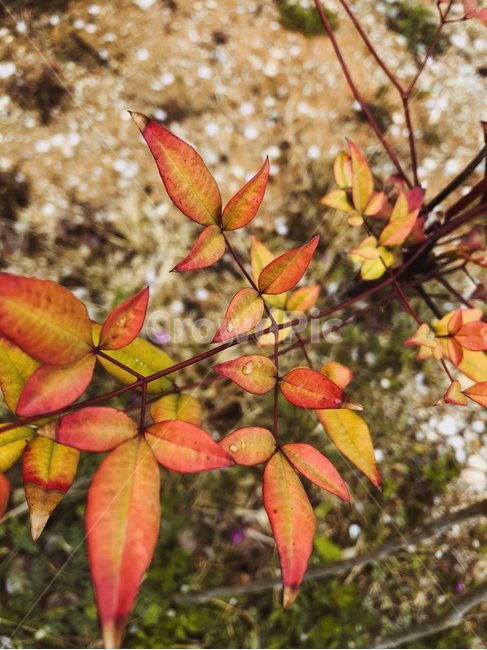 잎,leaf,가을,plant,식물,붉은,선명,가을,계절,fall,autumn,season,식물,자연,plants,nature