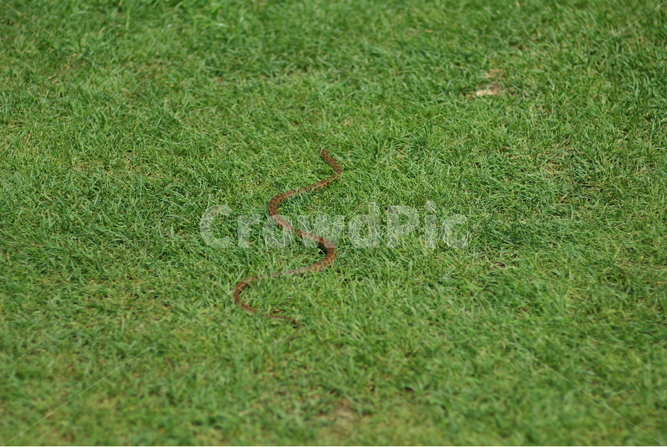 grass,잔디,뱀,snake,자연