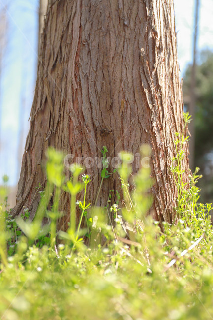 나무,자연,풀,식물,나무줄기,잔디밭,푸르른,tree,plant,treetrunk,nature,봄,spring,식물,자연,plants,nature