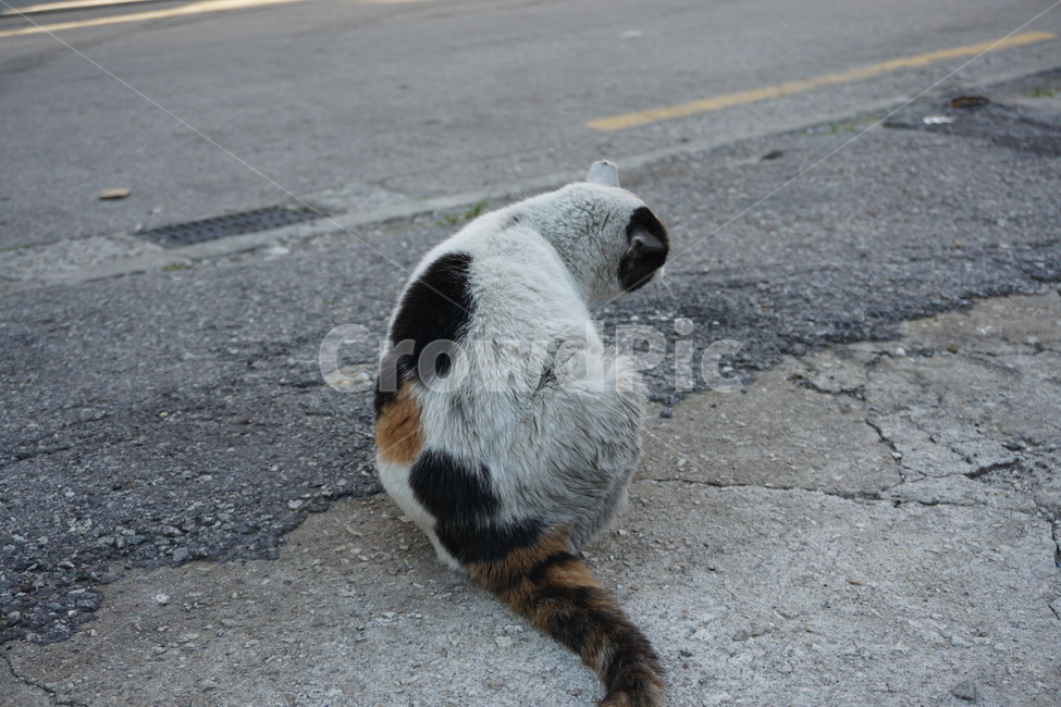 길고양이,고양이,길냥이,동물,뒷모습,동물,animal,포유류,mammal,고양이,cat,kitten,kitty