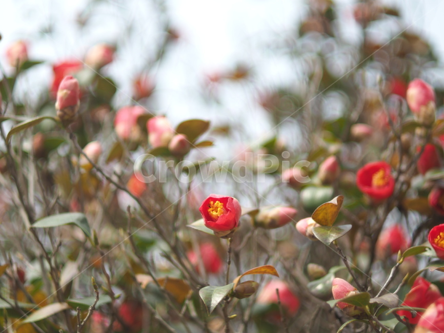 동백꽃,동백,겨울꽃,빨간꽃,꽃,flower,자연,식물,식물,자연,plants,nature,꽃,flower