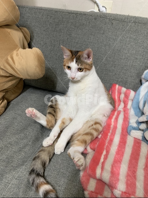고양이,앉다,앉아있는,아기고양이,냥이,동물,animal,포유류,mammal,고양이,cat,kitten,kitty