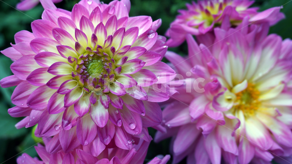 꽃,이슬,봄,flower,자연,개화,spring,봄,계절,spring,season,식물,자연,plants,nature,꽃,flower,dahlia,달리아,blossom,plant