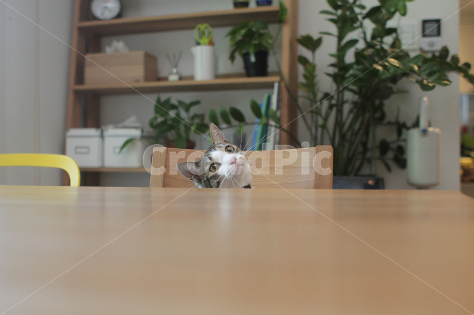 고양이,코리안숏헤어,코숏,집냥이,cat,kitty,animal,동물