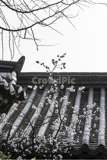 기와,선,봄,벚꽃,전통,고택,봄,계절,spring,season,한국전통,한국문화,korean traditional,korean culture,식물,자연,plants,nature,꽃,flower,건축물,건물외관,exterior,building,structure,architecture,construction,roof,지붕