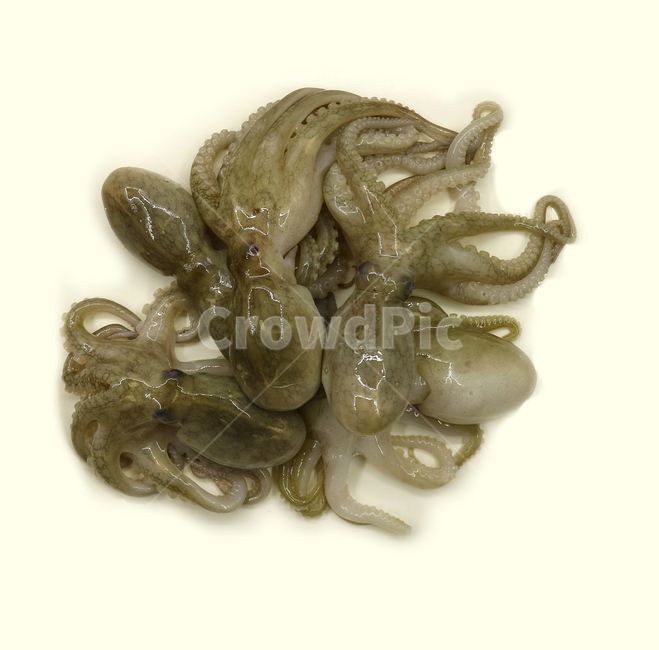 주꾸미,쭈꾸미,문어,낙지,해산물,음식,식품,식재료,요리재료,음식재료,요리,싱싱한,신선한,해물,오브젝트,누끼,동물,animal,수산물,해산물,fishery products,seafood