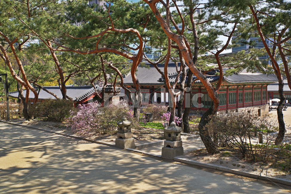 덕수궁,전각,소나무,궁궐,대한제국,고종
