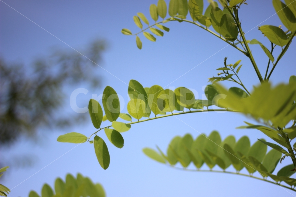 나무,나뭇잎,하늘,하늘색,블루,스카이블루,풍경,tree,sky,blue,skyblue,nature,landscape,scenery,자연,감성,식물,자연,plants,nature
