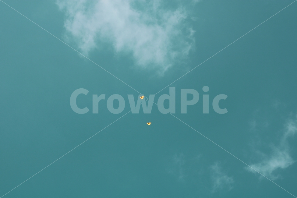 나비,곤충,평화로운,평화,감성,하늘,구름,푸른,sky,blue,동물,animal,곤충,벌레,insect,bug