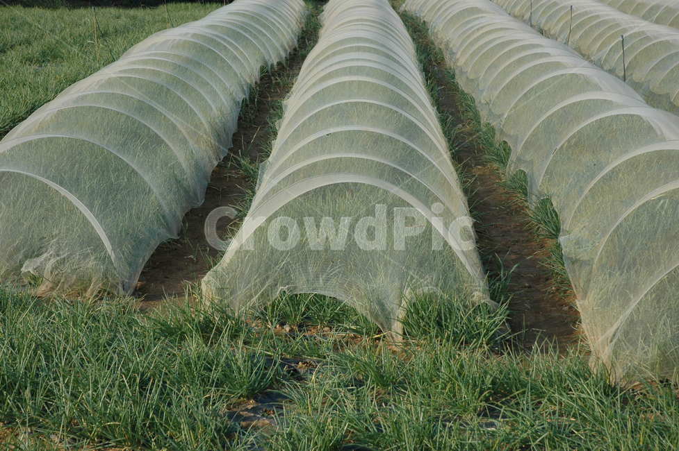 제주도,자연,쪽파,초록색,겨울파,산업,industry,industrial,농업,농사,agriculture,farming,farming industry