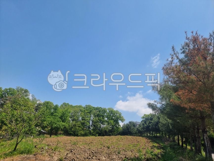 plant,nature,자연,식물,배경,힐링
