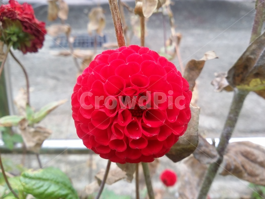 꽃,식물,flower,plant,자연,식물,자연,plants,nature,꽃,flower