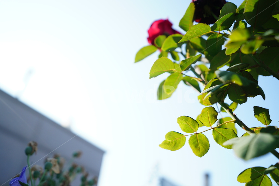 꽃,플라워,하늘,장미,식물,생물,생명,느낌,감성,여름,잎,빛,식물,자연,plants,nature,꽃,flower