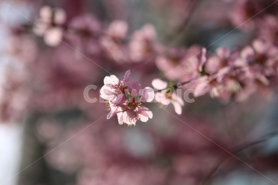 꽃,분홍꽃,봄,spring,앵두꽃,식물,blossom,flower,봄,계절,spring,season