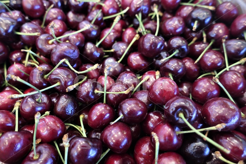 체리,과일,열매,꼭지,베리류,버찌,식재료,음식,과실,광택,과일,열매,fruit