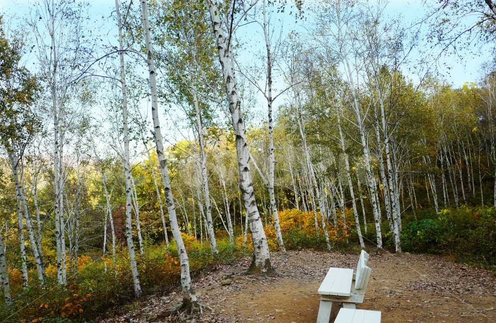 자작나무,자연,풍경,가을,단풍,단풍잎,식물,plants,nature,감성,감정,sensible,feeling,계절,가을,계절,fall,autumn,season,자연,풍경,nature,landscape,식물,plants,나무,trees,wood,ground,바닥,tree,plant