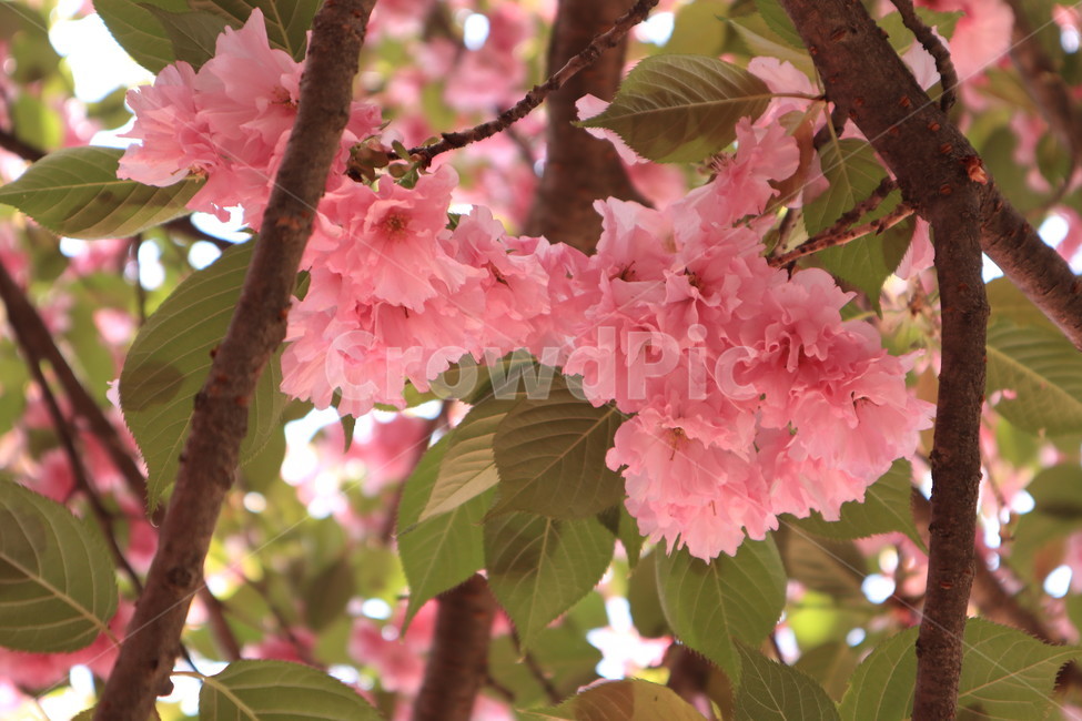 겹벚꽃,벚꽃,봄,분홍색,꽃,자연,spring,식물,flower