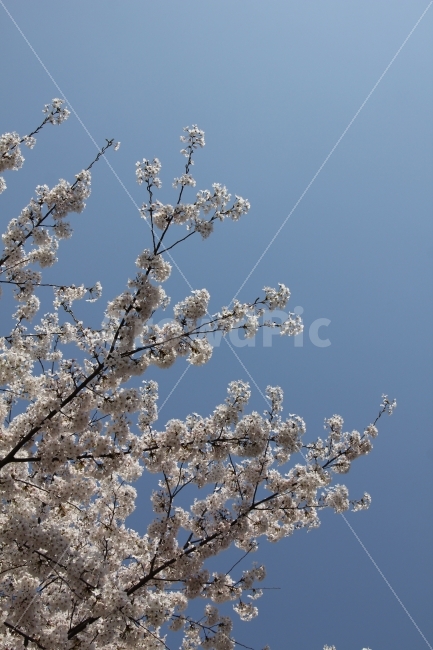 꽃,식물,자연,풍경,봄,봄,계절,spring,season,식물,자연,plants,nature,꽃,flower,plant,blossom,cherry blossom,벚꽃