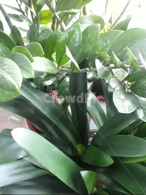 잎,잎사귀,이파리,나뭇닢,식물잎사귀,풀잎사귀,초록잎사귀,식물,자연,plants,nature