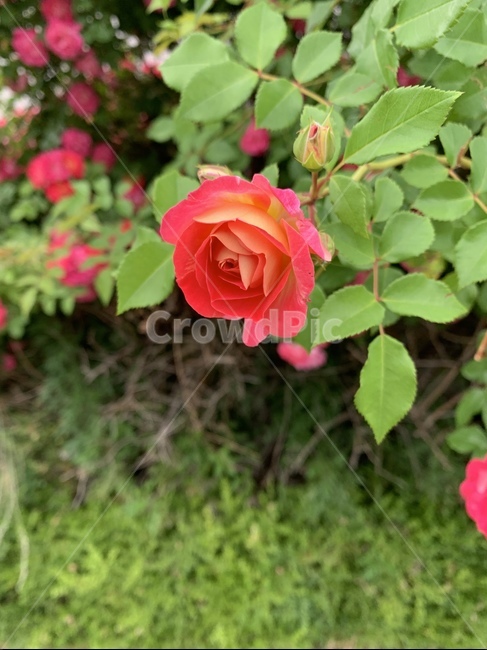 장미,rose,꽃,flower,식물,식물,자연,plants,nature,꽃,flower