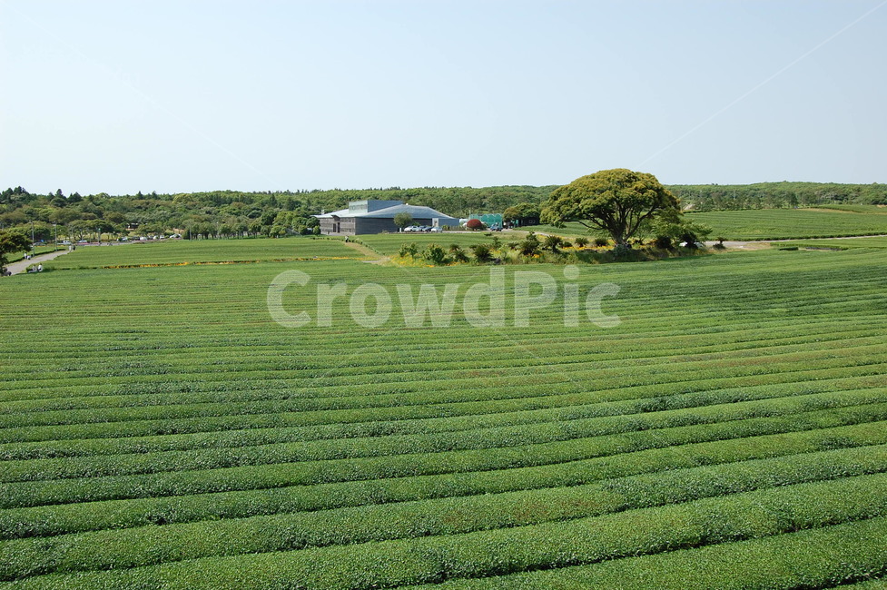 녹차,녹차밭,오설록,제주,greenteafarm,자연,풍경,nature,landscape,한국자연풍경,한국자연경관,korea nature landscape,outdoors,옥외,field,들