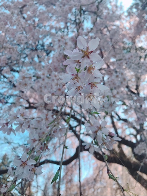 배경,풍경,봄,꽃,벚꽃,흩날리는,spring,flower,식물,자연,plants,nature,꽃,flower