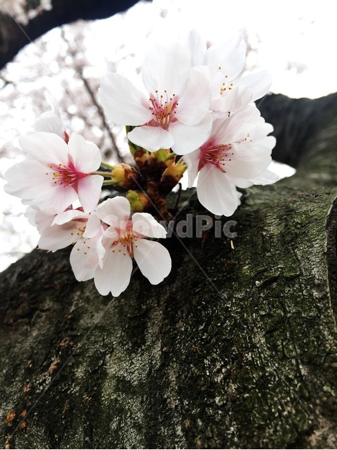 벚꽃,꽃,flower,나무,봄,사쿠라,자연,식물,계절,감성