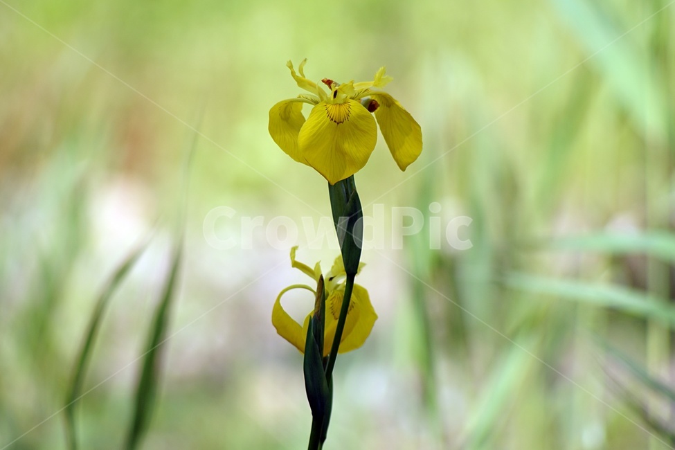 식물,꽃,창포,화초,노랑,식물,자연,plants,nature,꽃,flower