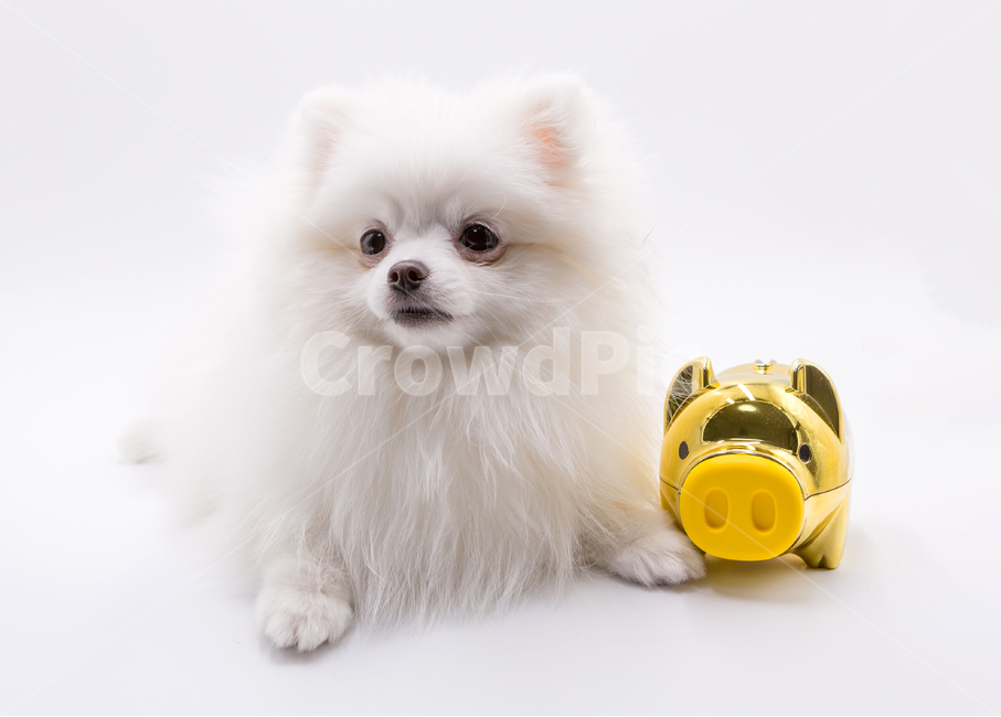 포메리안,dog,강아지,황금돼지,황금돼지의해,포메라니안,포메,흰강아지,개코,눈코입,반려견,동물,animal,포유류,개,눈동자,흰색배경,doggy,멍멍이,동물,animal,포유류,mammal,개,강아지,dog,doggy,누끼,remove background