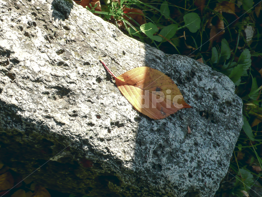가을,낙엽,자연물,leaf,잎,plant,식물,tree,나무,돌