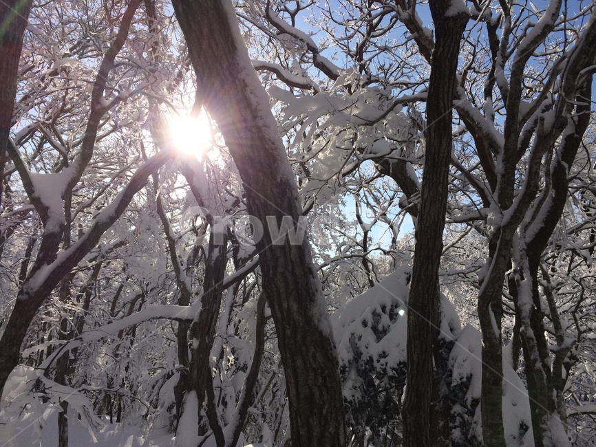 한라산,설산,제주도,눈꽃,제주,나무,겨울,자연,식물,흰눈,겨울,계절,winter,season
