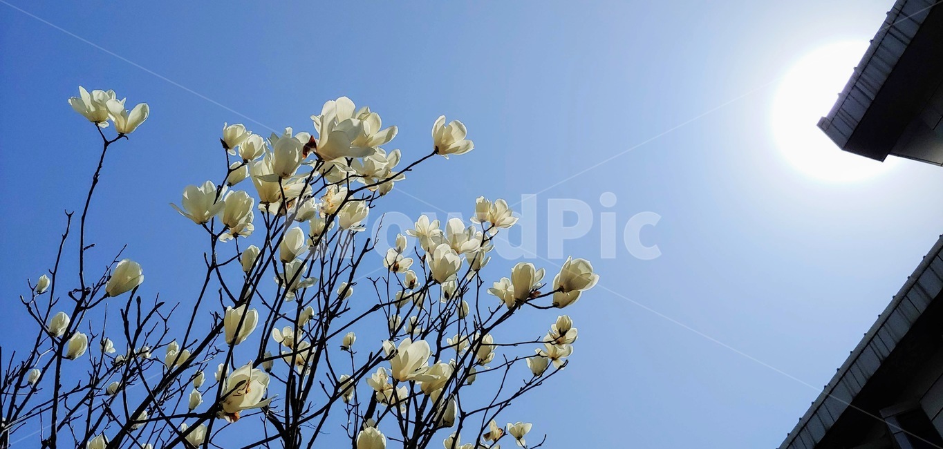 plant,식물,봄,하늘,목련,spring