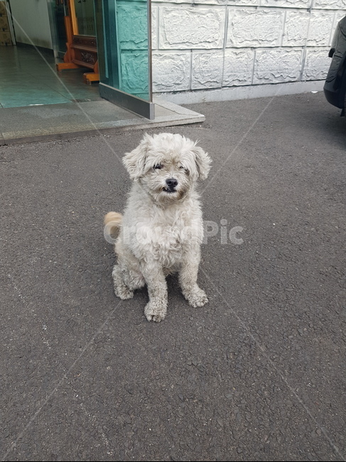 복돌이,흰개,발바리,개,dog,동물,animal,포유류,mammal,개,강아지,dog,doggy