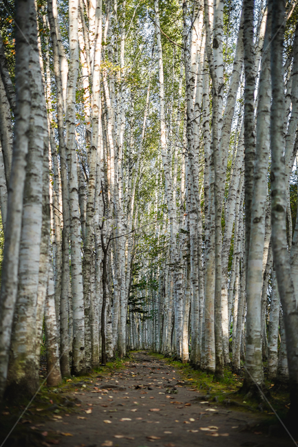 숲길,자작나무,자연,산책로,나무,풍경,자연,풍경,nature,landscape,식물,plants,나무,trees,wood,tree,plant,tree trunk,나무 줄기