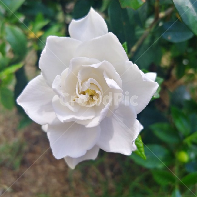 치자,하얀꽃,여름꽃,치자꽃,꽃,식물,여름,8월,7월,blossom,flower,plant,식물,자연,plants,nature,꽃,flower