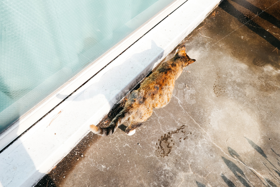 고양이,길고양이,길냥이,cat,냥이,동물,냥냥펀치,동물,animal,포유류,mammal,고양이,cat,kitten,kitty