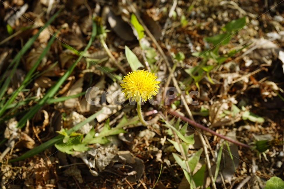 꽃,민들레,노랑,자연,식물,dandelion,flower,spring,봄,plant,식물,자연,plants,nature,꽃,flower