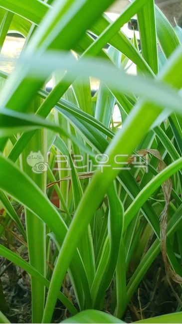 Munjuran,Amaryllidaceae,perennial herb,plant,companion plant,potted plant,air purifying plant,potted plant,green,nature,fall,light green,soil,wild,microorganism,photosynthesis,chloroplast,afternoon,season,leaf,stem