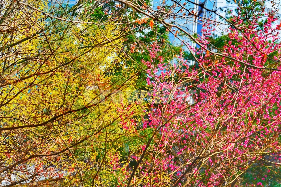 풍경,landscape,scenery,scene,view,경관,경치,산수유,corni,매화,apricotflower