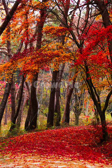tree,나무,plant,식물,나무줄기,가을,계절,fall,autumn,season