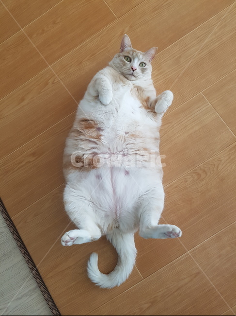 고양이,동물,냐옹이,코리안숏헤어,cat,코숏,동물,animal,포유류,mammal,고양이,cat,kitten,kitty