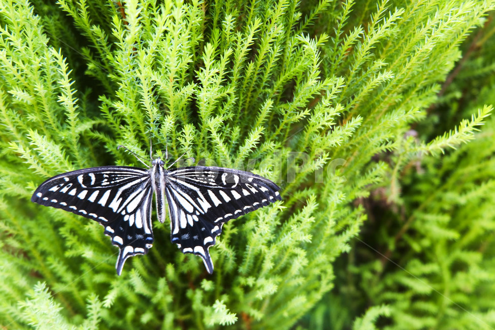 나비,자연,접사,butterfly,wings,nature,flying,season,6월,insect,곤충,jun