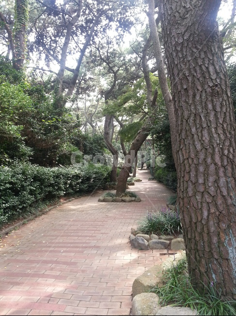 공원,나무,자연,산책,도보,자연,풍경,nature,landscape,flagstone,판석,outdoors,옥외,garden,정원
