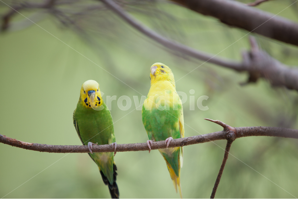 앵무새,새,앵무새커플,관상조,조류,동물,animal,조류,새,birds