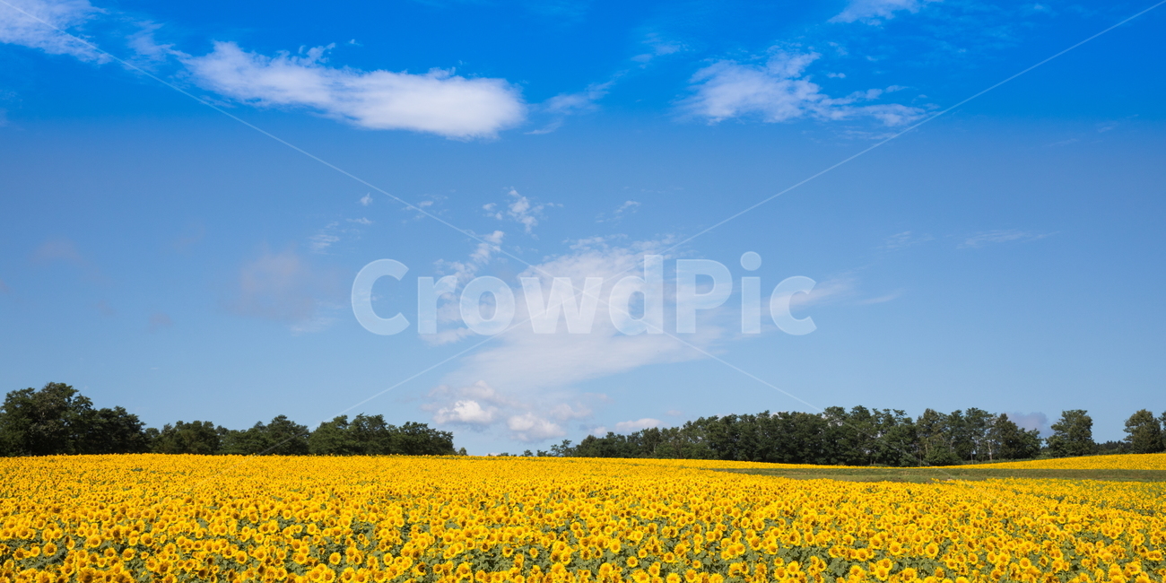 해바라기,해바라기꽃,선플라워,sunflower,꽃,flower,자연,풍경,nature,landscape,식물,plants,꽃,flower,field,들,grassland,목초지,outdoors,옥외