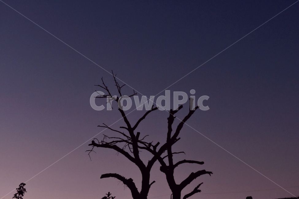 보라,나무,신비,감성사진,분위기,tree,plant,purple,panton,color,색감,mood,식물,자연,plants,nature,나무,trees,wood,색깔,색상,색채,색감,color sense,color sensitivity,feeling of color